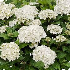 Hydrangea macrophylla Endless Summer® Dreamcloud®