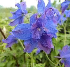 Delphinium Molly Buchanan