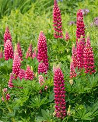 Lupinus polyphyllus Gallery Pink