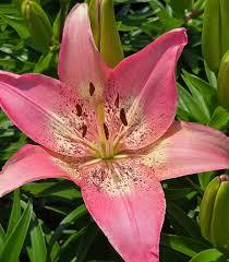 Lilium FantAsiatic Pink