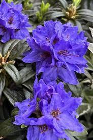 Rhododendron Mezitt hybrid Blue Baron