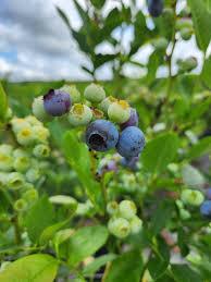 Vaccinium Polaris