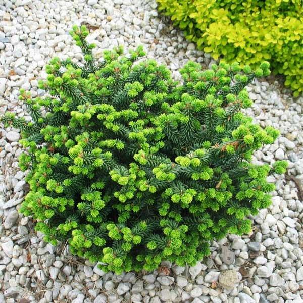 Abies balsamea Nana