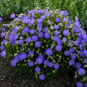 Campanula carpatica Mini Marvels&trade; Twilight