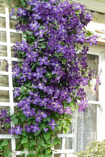 Clematis Jackmanii