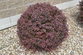 Berberis Worry free&reg; Crimson Cutie&reg;