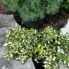 Euonymus fortunei Moonshadow