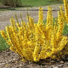 Forsythia x intermedia Gold Tide&reg;