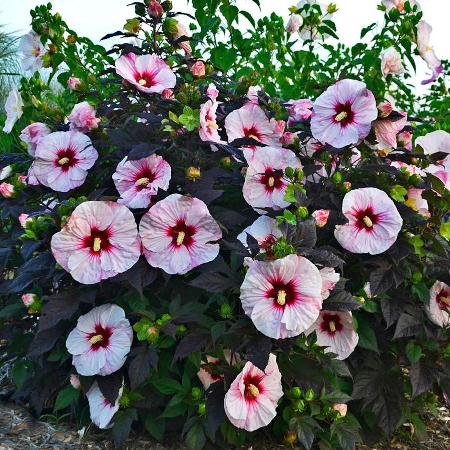 Hibiscus Summerific&reg; Perfect Storm