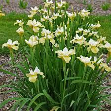 Iris sibirica Butter and Sugar