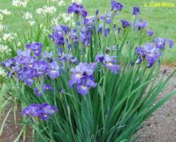 Iris sibirica Cape Cod Boys