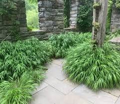 Hakonechloa macra 
