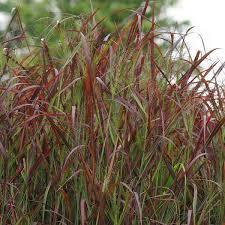 Panicum virgatum Ruby Ribbons