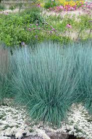Schizachyrium scoparium Prairie Blues