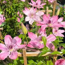 Clematis Sarah Elizabeth&trade;