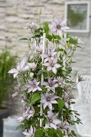 Clematis Boulevard&reg; Samaritan Jo&trade;