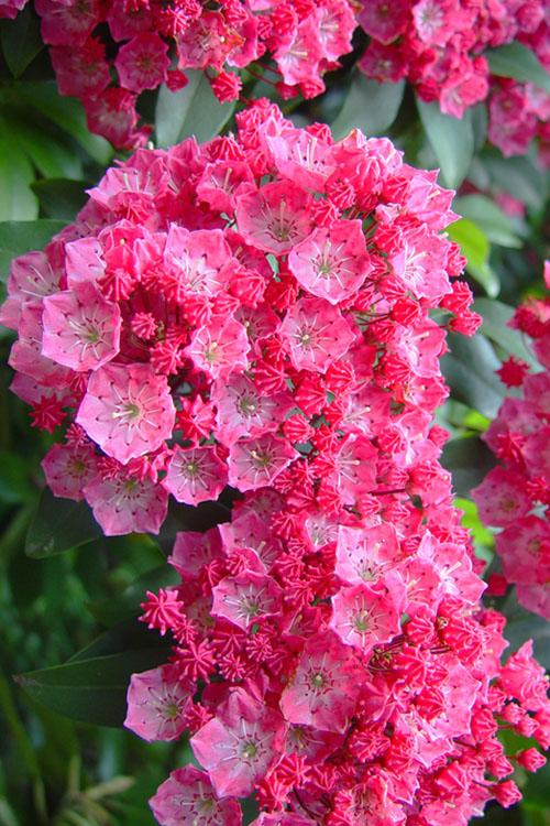Kalmia latifolia Pink Charm