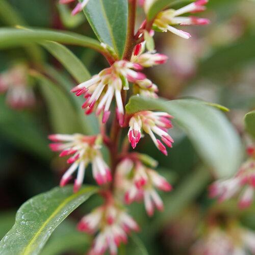 Sarcococca hookeriana Sweet & Lo&trade;