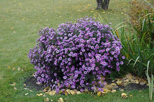 Aster novae-angliae 