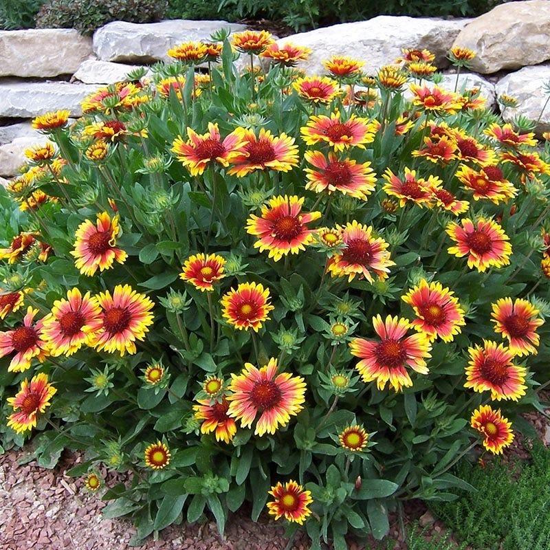Gaillardia Arizona Sun