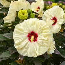 Hibiscus Summerific&reg; Coconut Cream