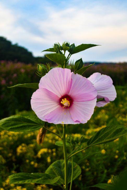Hibiscus moscheutos Luna&trade; Rose