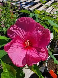 Hibiscus moscheutos Luna&trade; Red