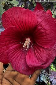 Hibiscus Midnight Marvel