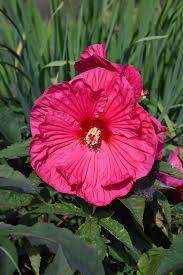 Hibiscus Summer in Paradise