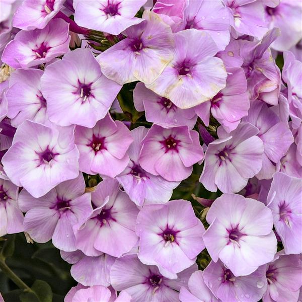 Phlox paniculata Garden Girls&trade; Fancy Girl
