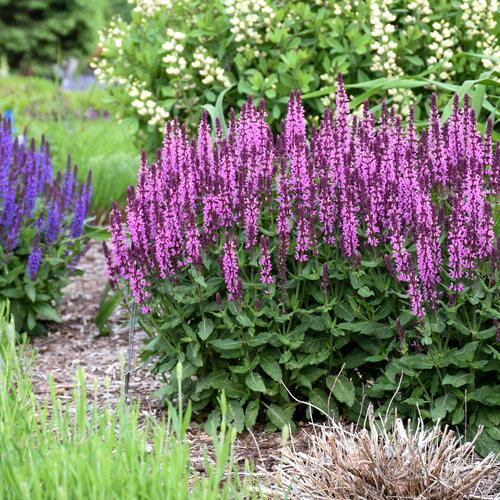 Salvia nemorosa Apex&trade; Pink 