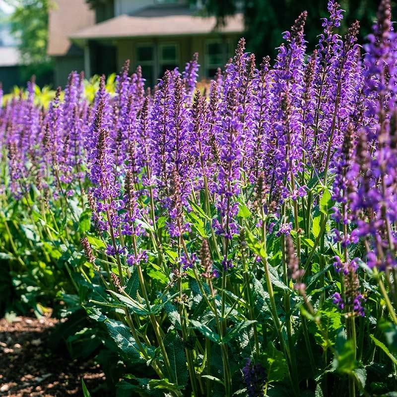 Salvia nemorosa Blue by You