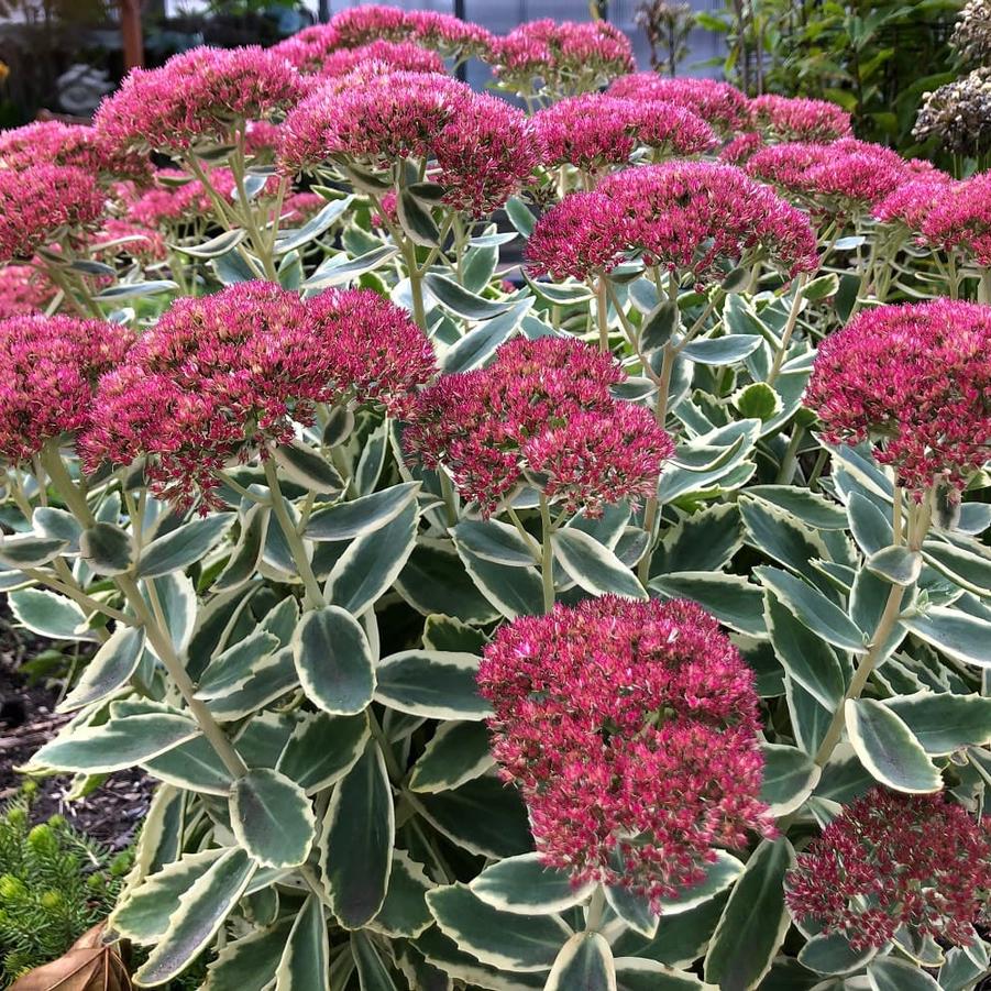 Sedum telephium Frosted Fire