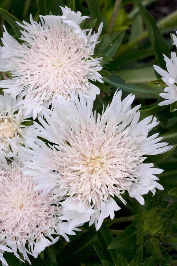 Stokesia laevis Silver Moon