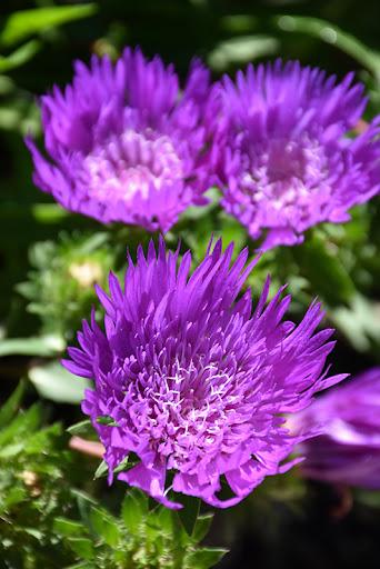 Stokesia laevis Honeysong Purple