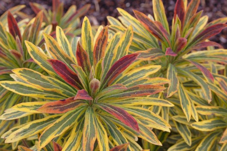 Euphorbia x martinii Sahara&trade; Ascot Rainbow
