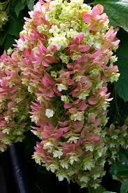Hydrangea quercifolia Snowcicle