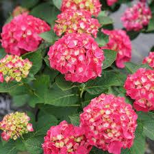 Hydrangea macrophylla macrophylla Hydrangea m. Wee Bit Giddy 