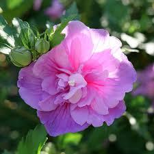Hibiscus syriacus Chiffon&reg; Dark Lavender