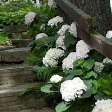 Hydrangea macrophylla Blushing Bride