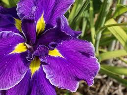 Iris ensata Crystal Halo