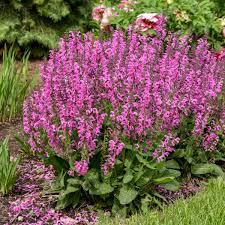 Salvia pratensis Fashionista&reg; Moulin Rouge