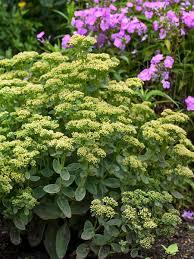 Sedum Rock 'N Grow&reg; Lemonjade