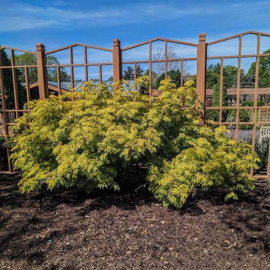 Sambucus racemosa Lemony Lace&reg;