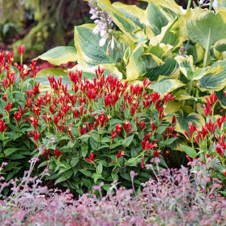 Spigelia marilandica Apple Slices