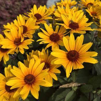 Heliopsis helianthoides Athena Gold&trade;