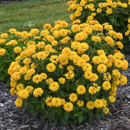 Heliopsis helianthoides Rays for Days