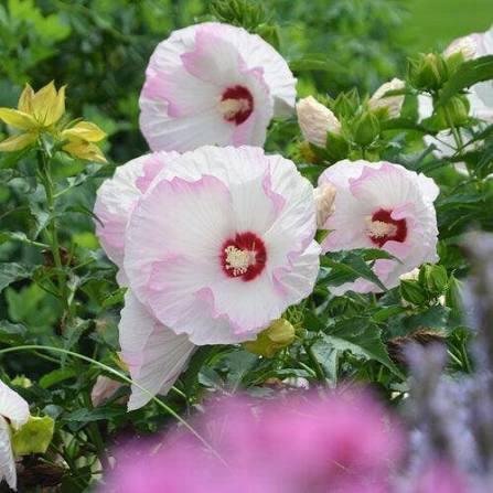 Hibiscus Summerific&reg; Ballet Slippers