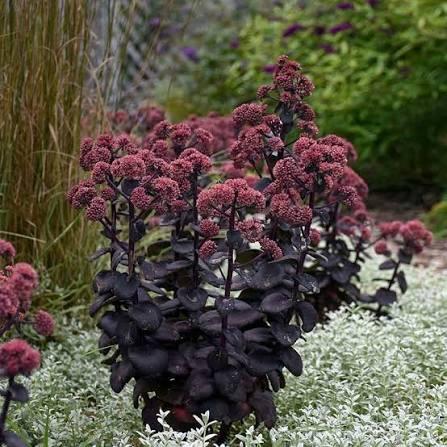 Sedum Night Embers