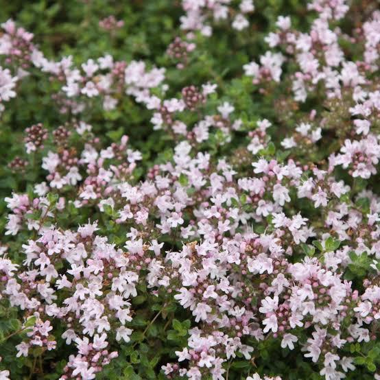 Thymus serpyllum Pink Chintz